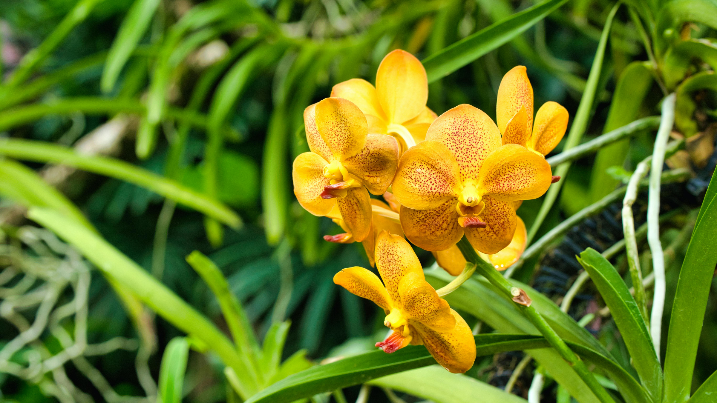 Vanda (Vanda spp.)