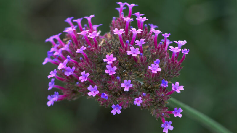 Cómo cuidar la verbena de Buenos Aires (Verbena bonariensis)