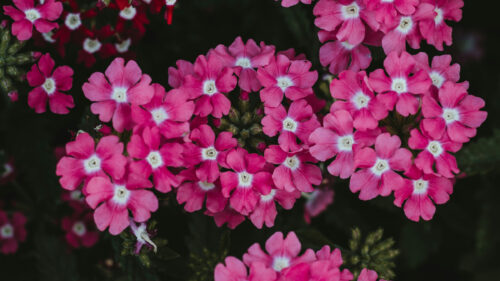 Cómo cuidar la verbena híbrida (Verbena hybrida)