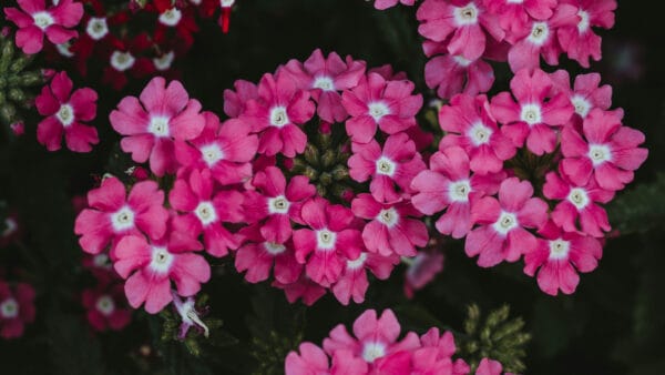 Cómo cuidar la verbena híbrida (Verbena hybrida)