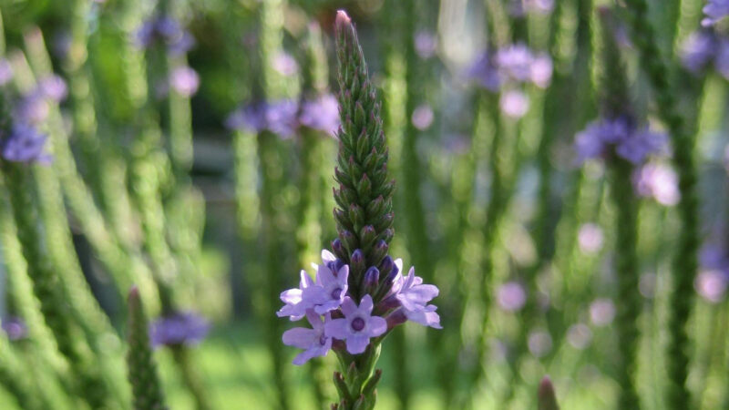 Cómo cuidar la verbena (Verbena officinalis)