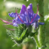 Cómo cuidar la viborera (Echium vulgare)