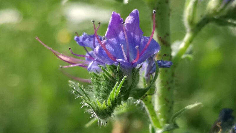 Cómo cuidar la viborera (Echium vulgare)