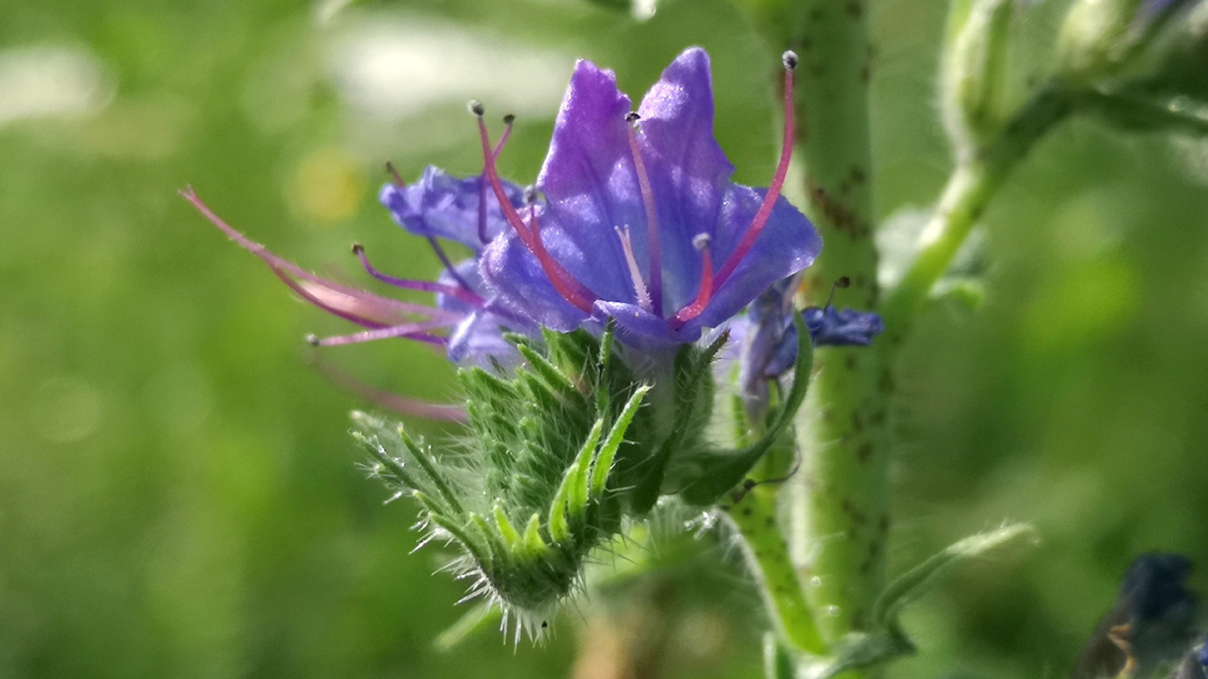 Viborera (Echium vulgare)