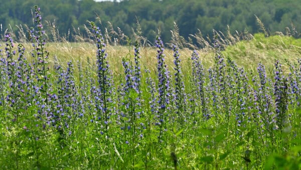 Cómo cuidar la viborera (Echium vulgare)