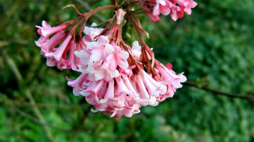 Cómo cuidar el viburno de invierno (Viburnum bodnantense)
