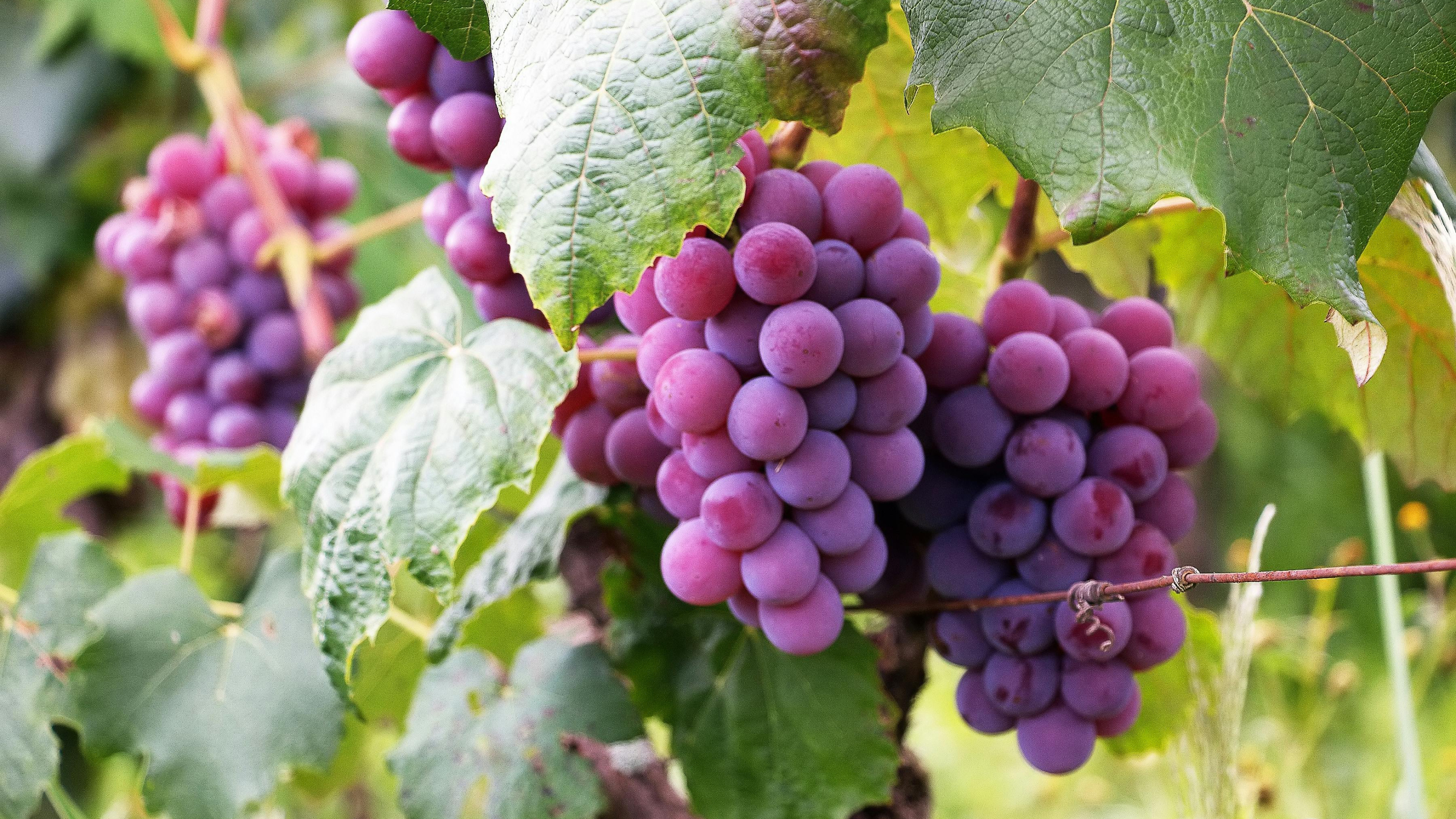 Vid (Vitis vinifera)