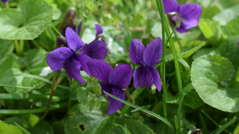 Cómo cuidar la violeta (Viola odorata)