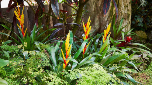 Cómo cuidar las vrieseas (Vriesea spp.)