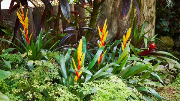 Cómo cuidar las vrieseas (Vriesea spp.)