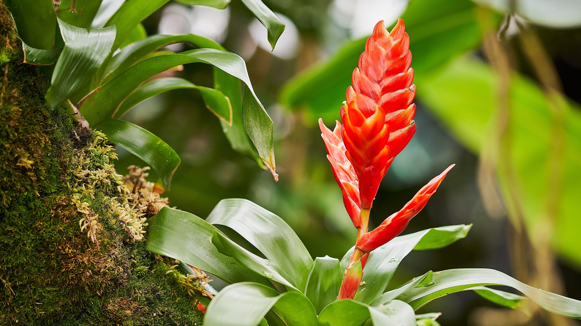 Vrieseas (Vriesea spp.)