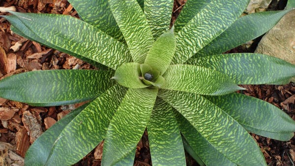 Cómo cuidar las vrieseas (Vriesea spp.)