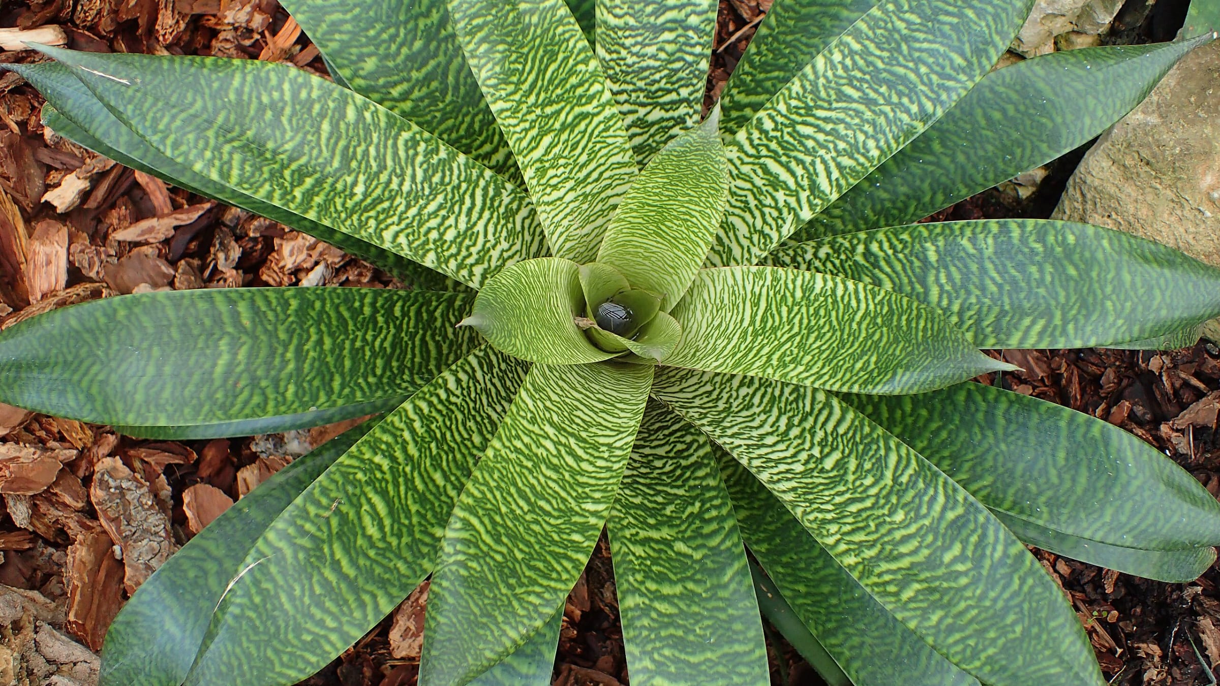 Vrieseas (Vriesea spp.)