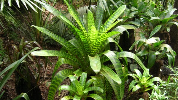 Cómo cuidar las vrieseas (Vriesea spp.)