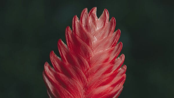 Cómo cuidar las vrieseas (Vriesea spp.)