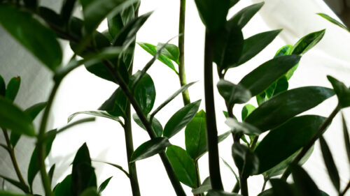 Cómo cuidar la zamioculca (Zamioculcas zamiifolia)