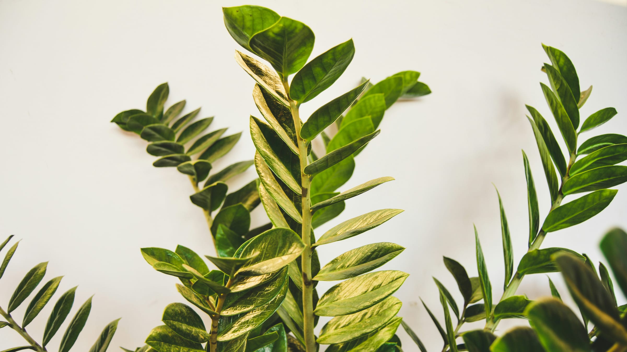 Zamioculca (Zamioculcas zamiifolia)