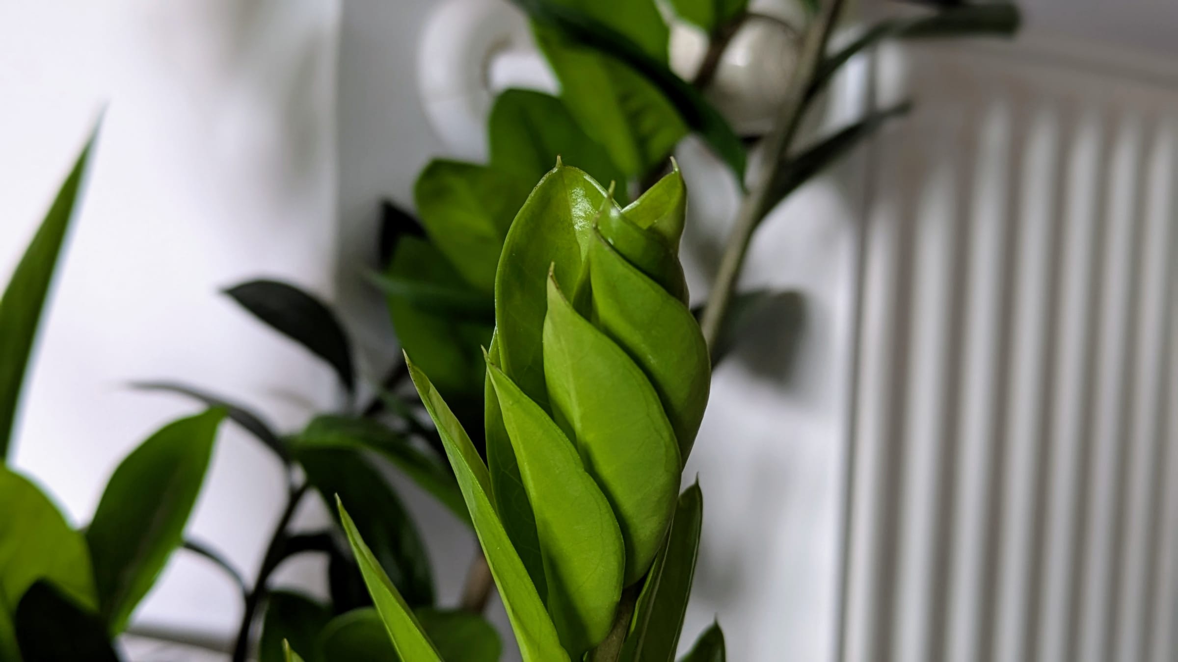 Zamioculca (Zamioculcas zamiifolia)