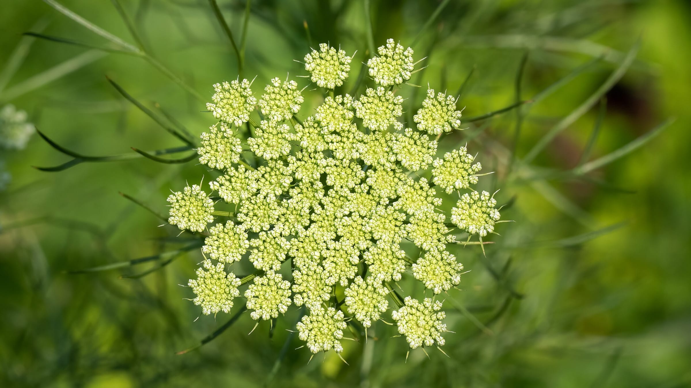 Zanahoria silvestre (Daucus carota)
