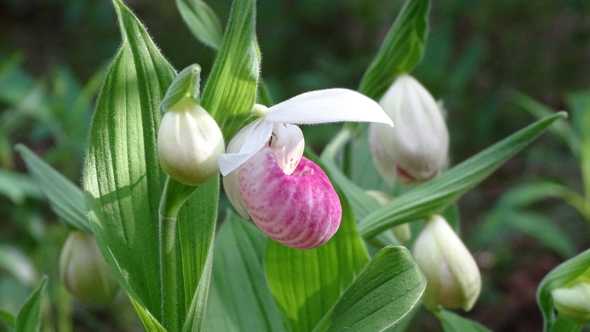 Zapatilla de dama (Paphiopedilum spp.)