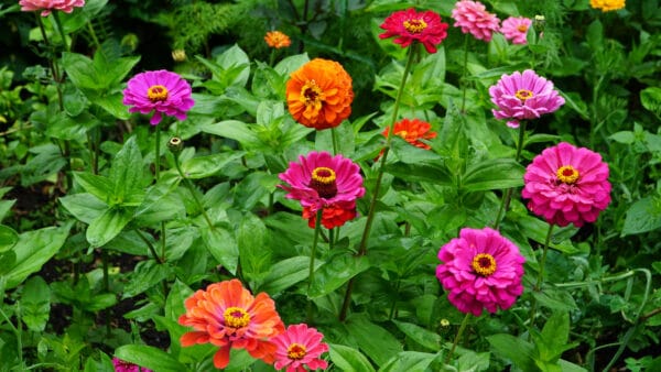 Cómo cuidar la zinia (Zinnia elegans)
