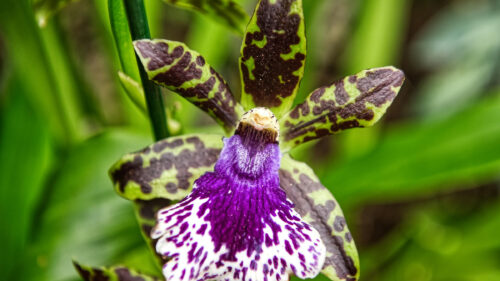 Cómo cuidar el zygopetalum (Zygopetalum spp.)